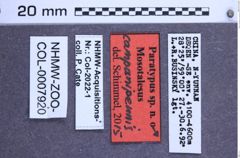 Etikette zu Mosotalesus companipennis (NHMW-ZOO-COL-0007920)